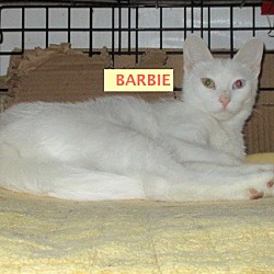 Thumbnail photo of Barbie-adopted 7-27-19 #3