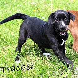 Thumbnail photo of Tracker~adopted! #4