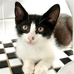 Photo of Cookie (meet me in the Adoption Room!)