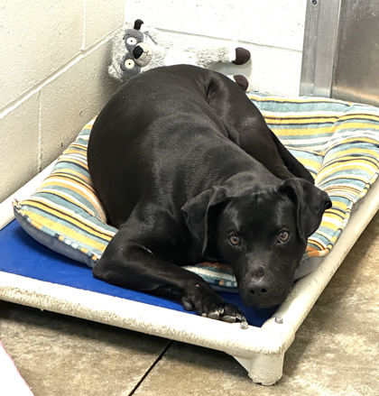 Paducah, KY - Labrador Retriever. Meet Billy a Pet for Adoption ...