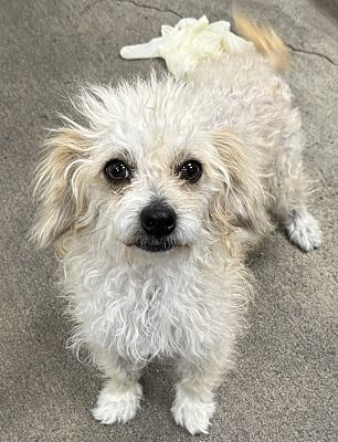 Los Angeles, CA - Maltipoo. Meet Darla a Pet for Adoption - AdoptaPet.com