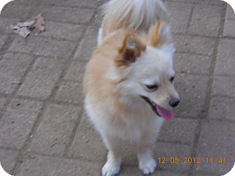 full blooded pomeranian