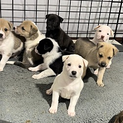Thumbnail photo of 9 Puppies #1