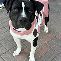 adopt a pet