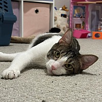 adopt a pet