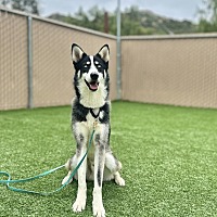 adopt a pet