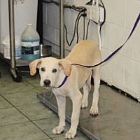 adopt a pet