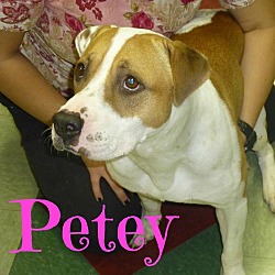 Thumbnail photo of Petey (Courtesy Listing) #2