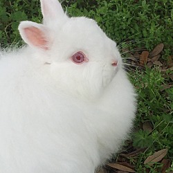Thumbnail photo of Rabbit #2