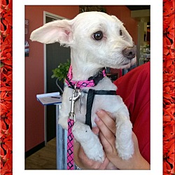 Thumbnail photo of Adopted!! Polly - S. TX #1