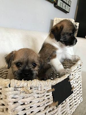 Border terrier shih sales tzu