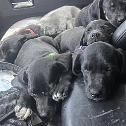 Photo of Sorpresa & 8 puppies