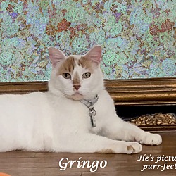 Thumbnail photo of GRINGO #2