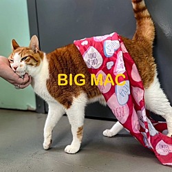 Photo of BIG MAC