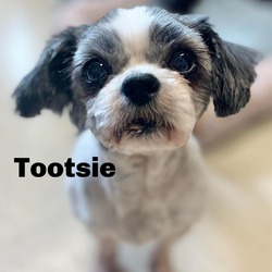 Photo of Tootsie 240354