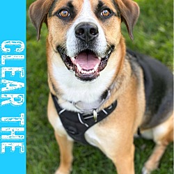 Photo of Eddie - Clear the Shelter Promo