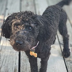 Thumbnail photo of Cleo (Mini Labradoodle Puppy) #2