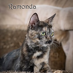 Thumbnail photo of Ramonda #2