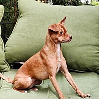 adopt-pet