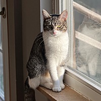 adopt a pet