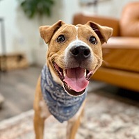 adopt a pet