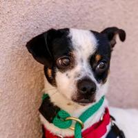 Palm Springs Animal Shelter In Palm Springs California