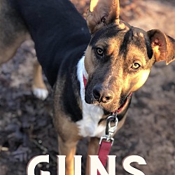Thumbnail photo of Guns #1