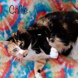 Thumbnail photo of Callie #3