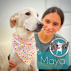 Thumbnail photo of Maya Sunshine Perfect Family Dog #1