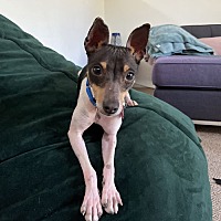 adopt a pet