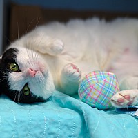 adopt a pet