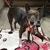 adopt a pet
