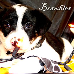 Thumbnail photo of Brambles~adopted! #3