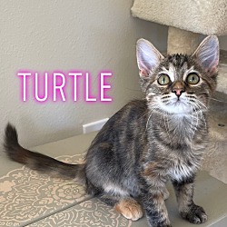 Photo of Turtle