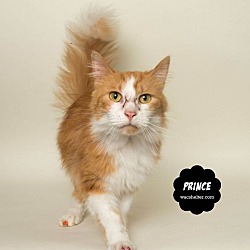 Thumbnail photo of PRINCE #4