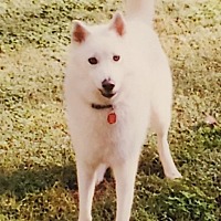 Photo of Koda (formerly 'Frosty')