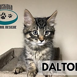 Photo of Dalton - Loveable