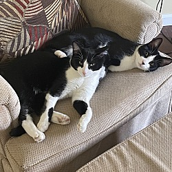 Photo of Smudge and Arlo