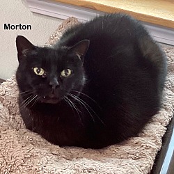 Photo of Morton