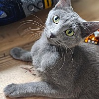 adopt-pet