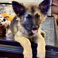 adopt a pet