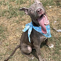 adopt a pet