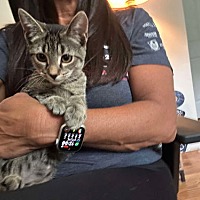 adopt a pet