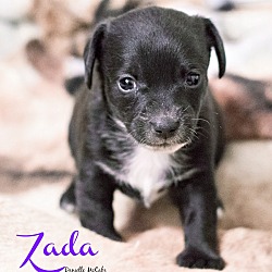 Thumbnail photo of Zada #2