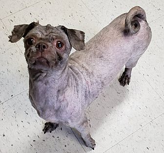 Hairless shih tzu 2025