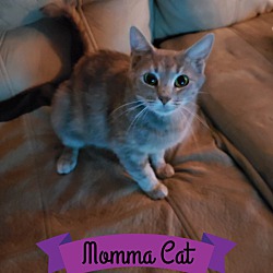 Thumbnail photo of Momma Cat #1