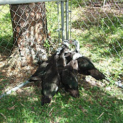 Thumbnail photo of Muscovy ducks(8) #1