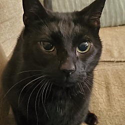 Photo of Black Kitty "Black"