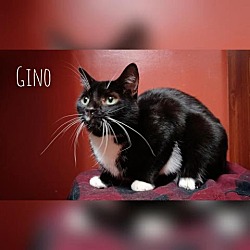 Photo of Gino