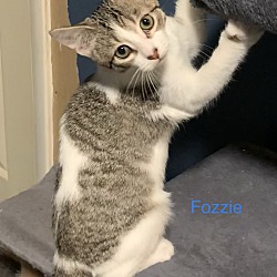 Thumbnail photo of Fozzie #3
